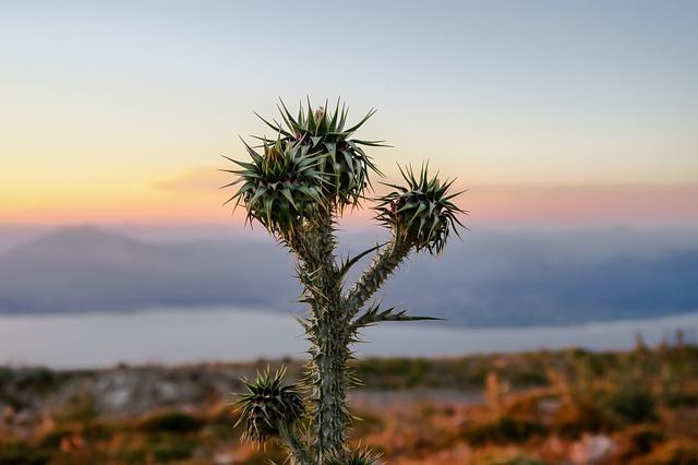 Pexels / Pixabay